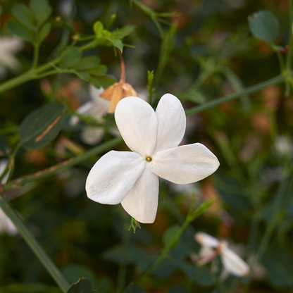 Pichi / Spanish Jasmine - Jasminum grandiflorum Flower Plant