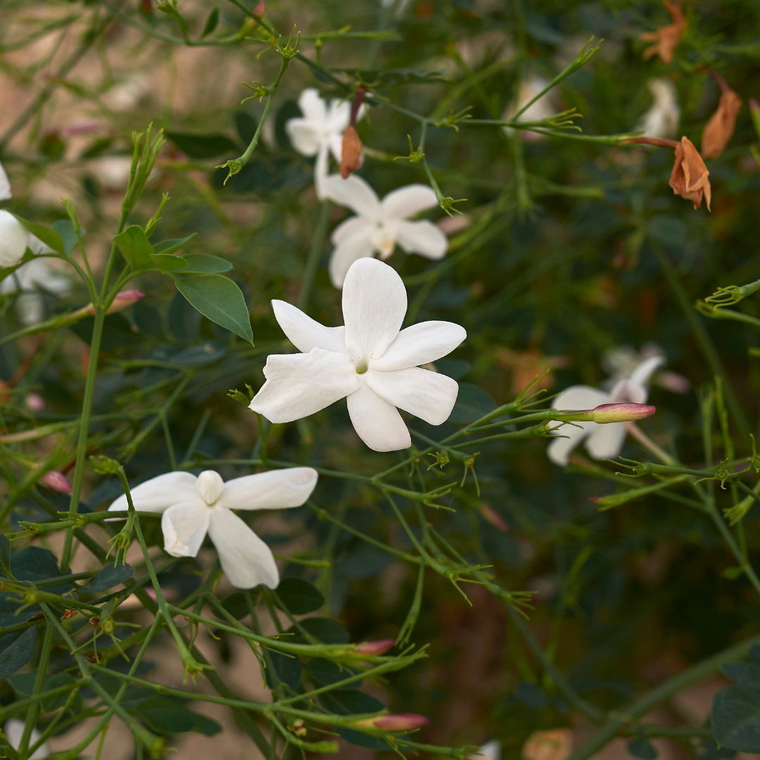 Pichi / Spanish Jasmine - Jasminum grandiflorum Flower Plant