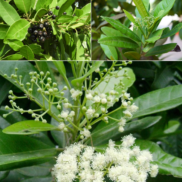 Allspices - Pimenta dioica Spice Plant