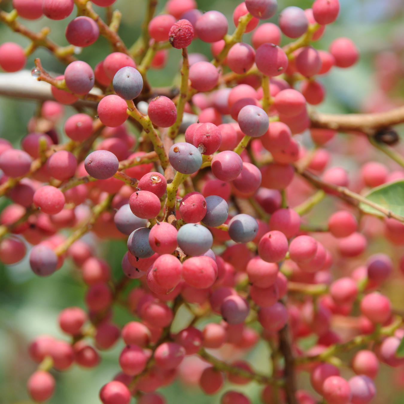 Pista / Pistachio - Pistacia vera Fruit Plant