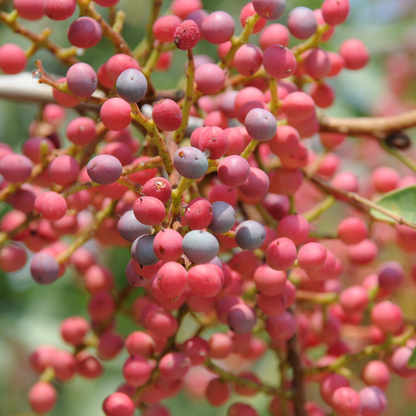 Pista / Pistachio - Pistacia vera Fruit Plant