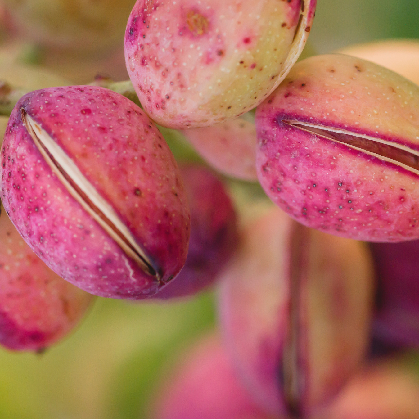 Pista / Pistachio - Pistacia vera Fruit Plant