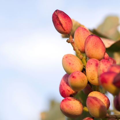 Pista / Pistachio - Pistacia vera Fruit Plant