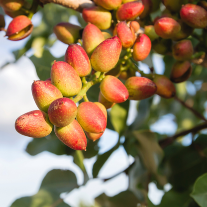 Pista / Pistachio - Pistacia vera Fruit Plant