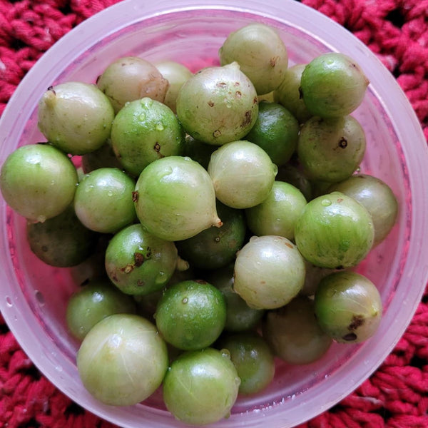Hybrid Jaboticaba - Plinia aureana 