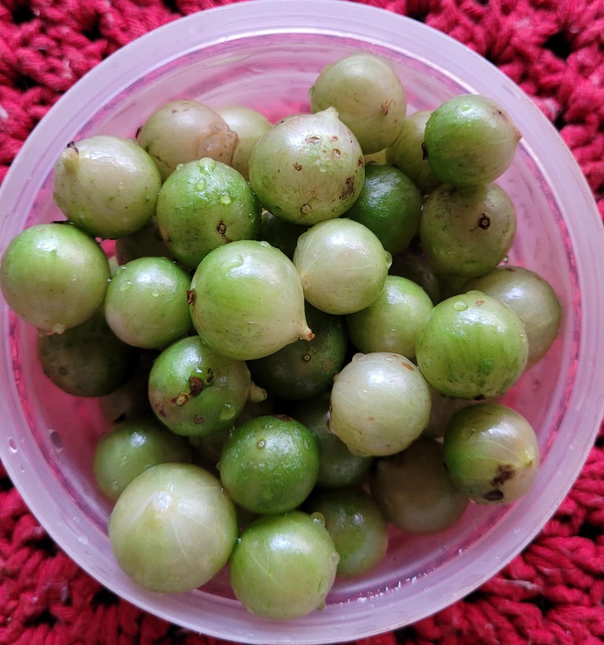 Hybrid Jaboticaba - Plinia aureana "Branca Lisa" Fruit Plant