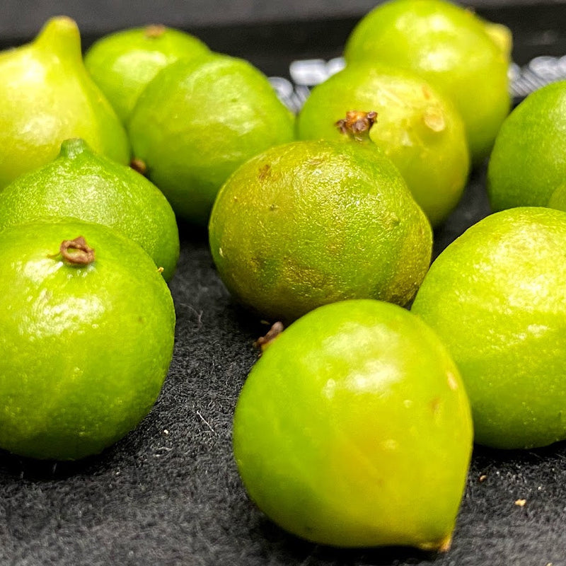Hybrid Jaboticaba - Plinia aureana 