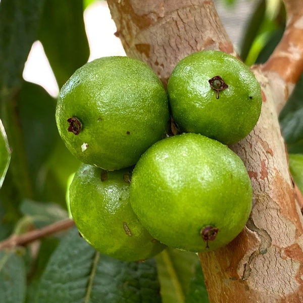 Hybrid Jaboticaba - Plinia aureana 