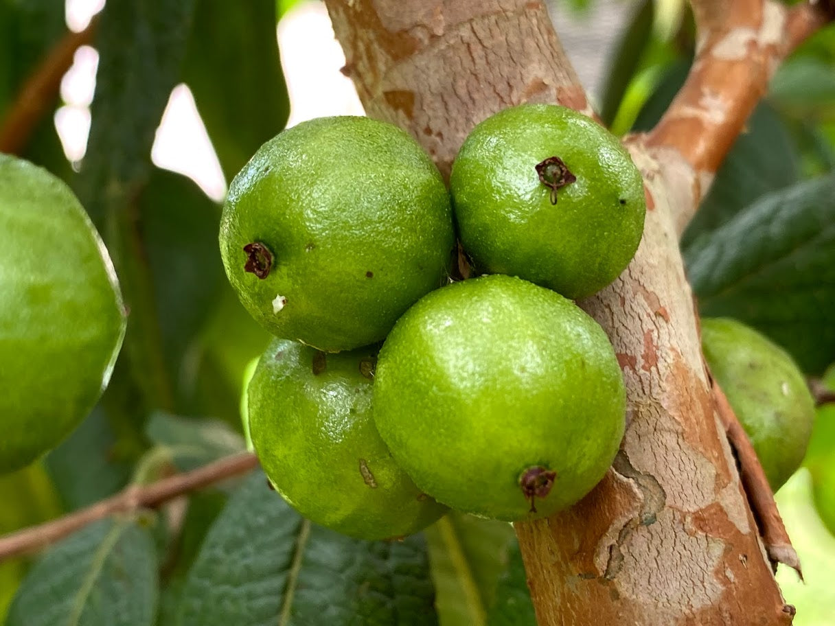 Hybrid Jaboticaba - Plinia aureana "Smooth" Fruit Plant