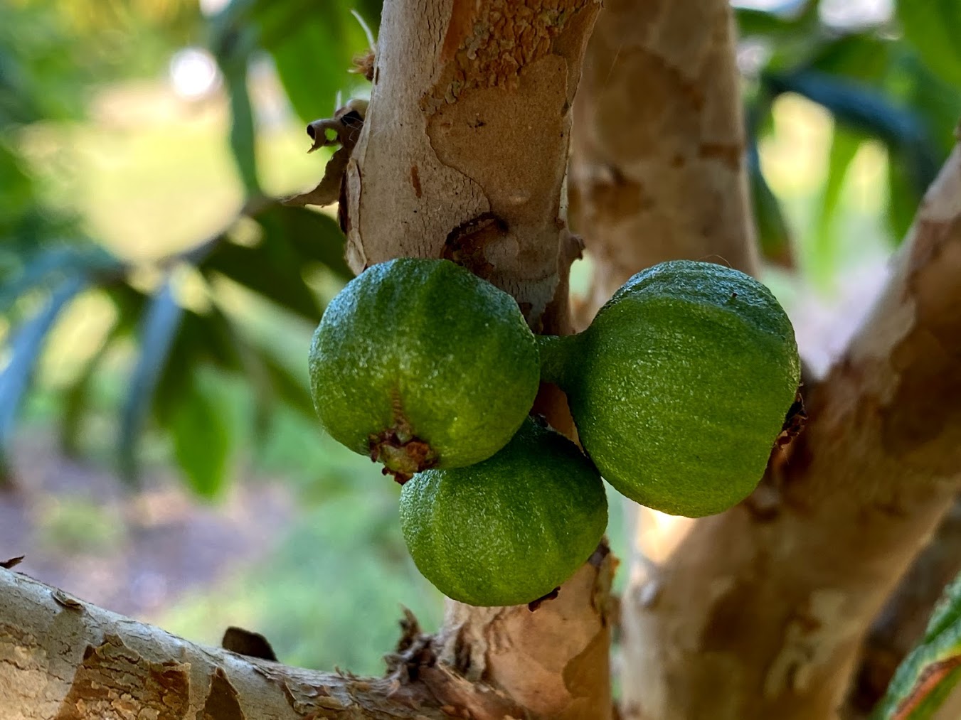 Hybrid Jaboticaba - Plinia aureana "Smooth" Fruit Plant