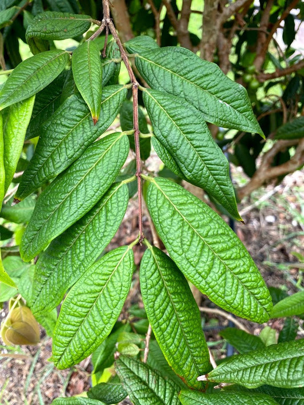 Hybrid Jaboticaba - Plinia aureana 
