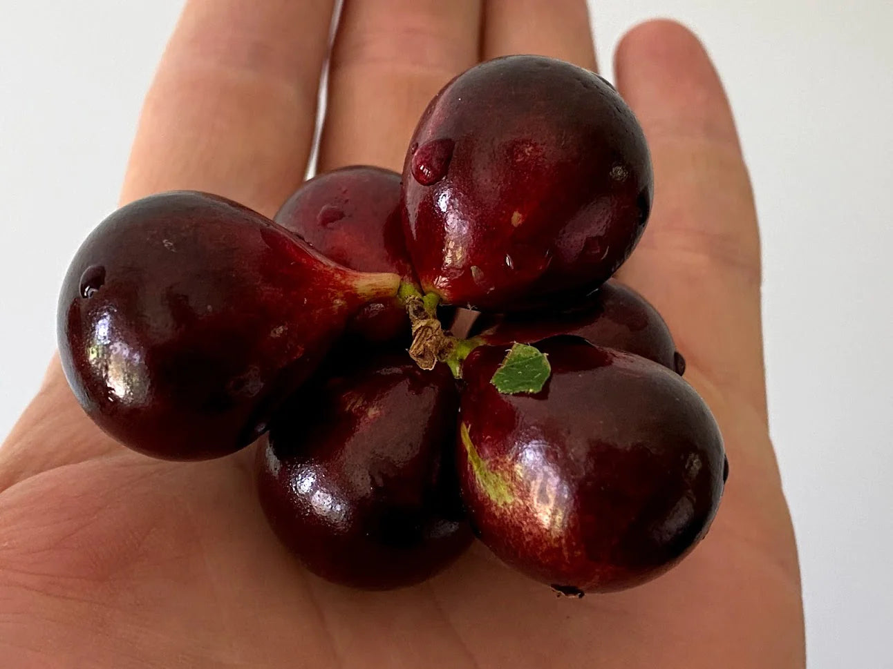 Hybrid Jaboticaba - Plinia sp. "Red Hybrid" Fruit Plant