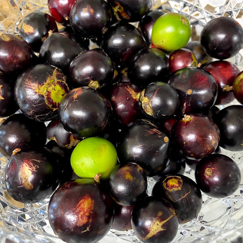 Hybrid Jaboticaba - Plinia coronata 