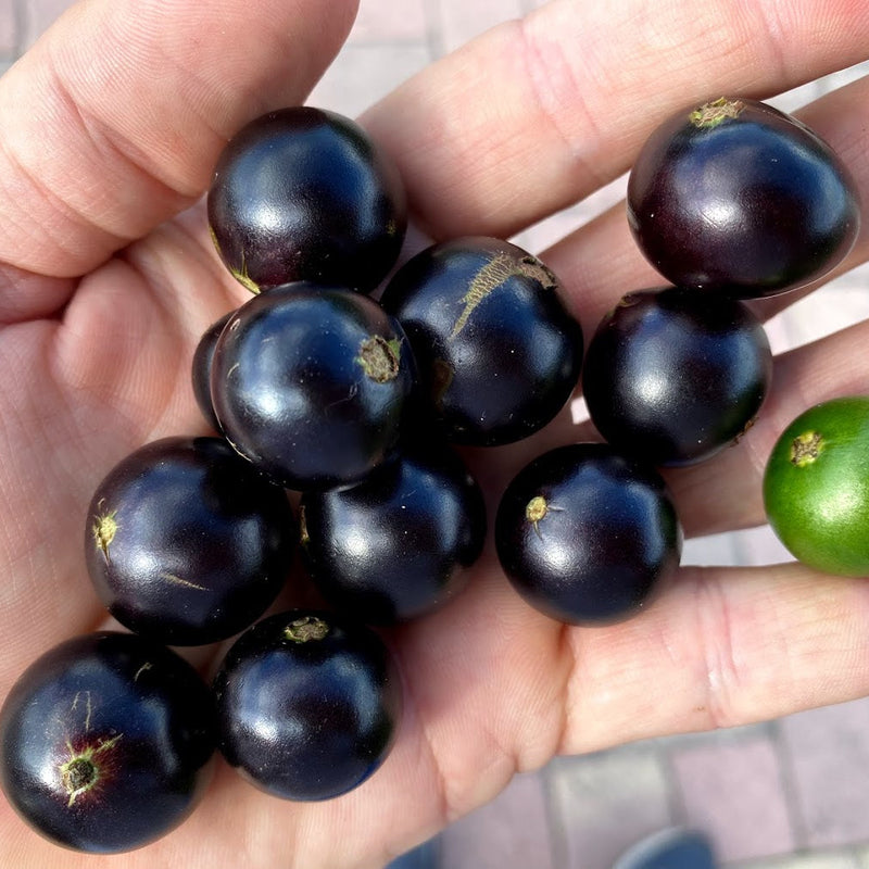 Hybrid Jaboticaba - Plinia coronata 