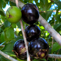 Hybrid Jaboticaba - Plinia coronata 