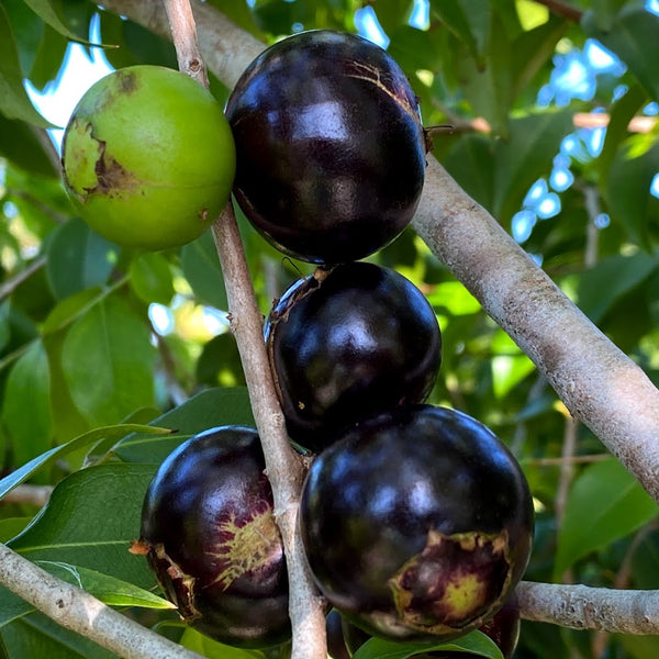 Hybrid Jaboticaba - Plinia coronata 