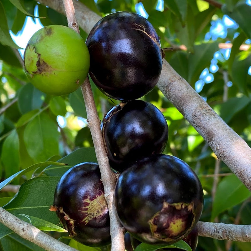 Hybrid Jaboticaba - Plinia coronata 