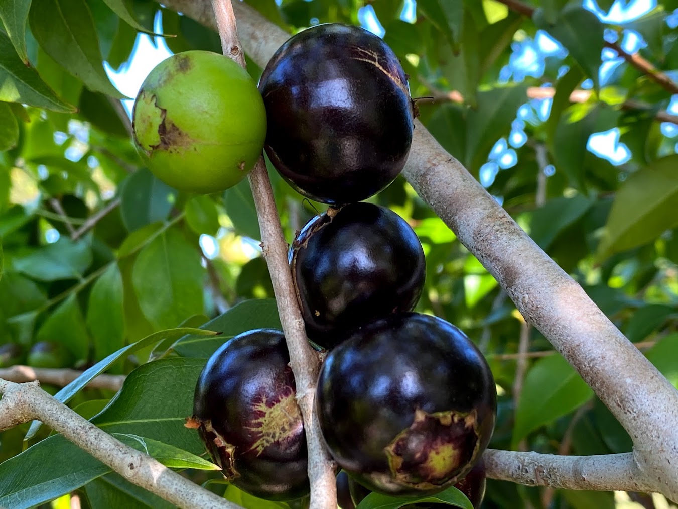 Hybrid Jaboticaba - Plinia coronata "Restinga" Fruit Plant