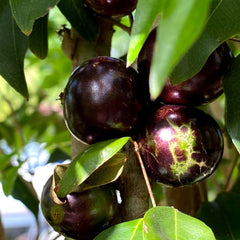 Hybrid Jaboticaba - Plinia coronata 