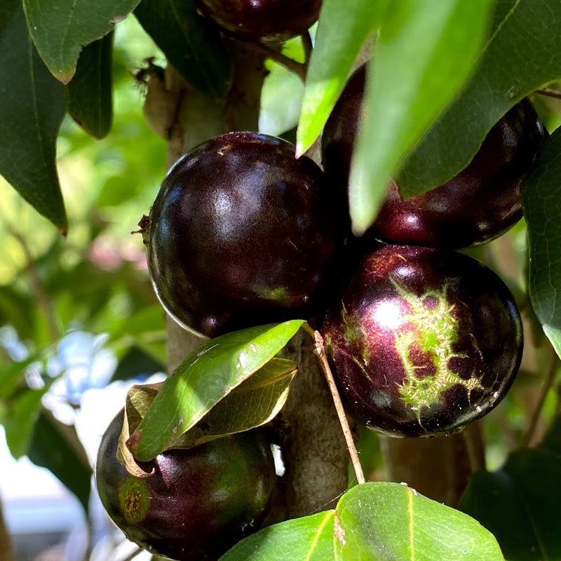Hybrid Jaboticaba - Plinia coronata 
