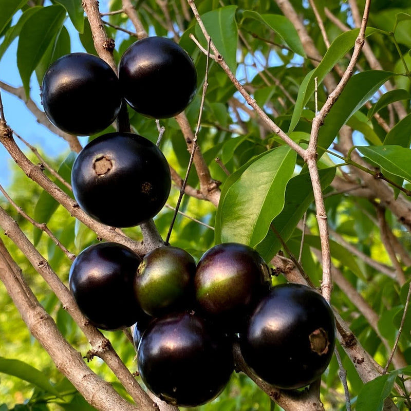 Hybrid Jaboticaba - Plinia coronata 