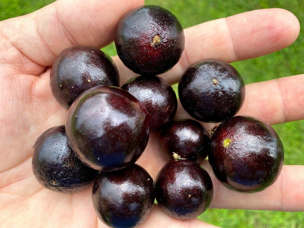 Hybrid Jaboticaba - Plinia phitrantha "Branca Vinho" Fruit Plant