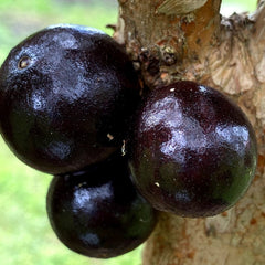 Hybrid Jaboticaba - Plinia phitrantha 