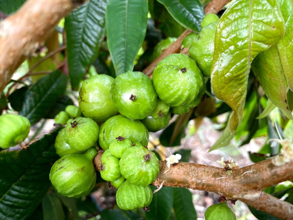 Hybrid Jaboticaba - Branca Fruit Plant