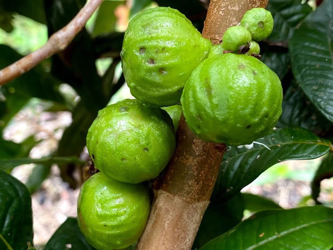 Hybrid Jaboticaba - Branca Fruit Plant