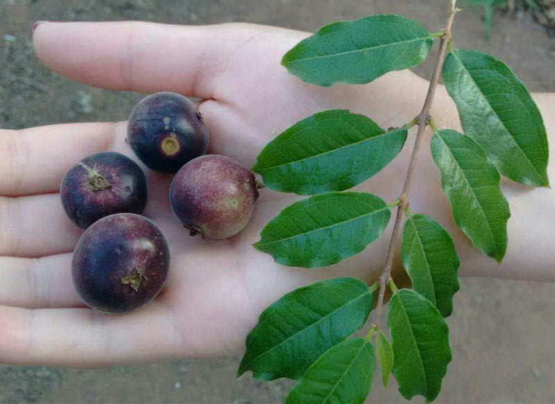 Hybrid Jaboticaba - Plinia sp. 