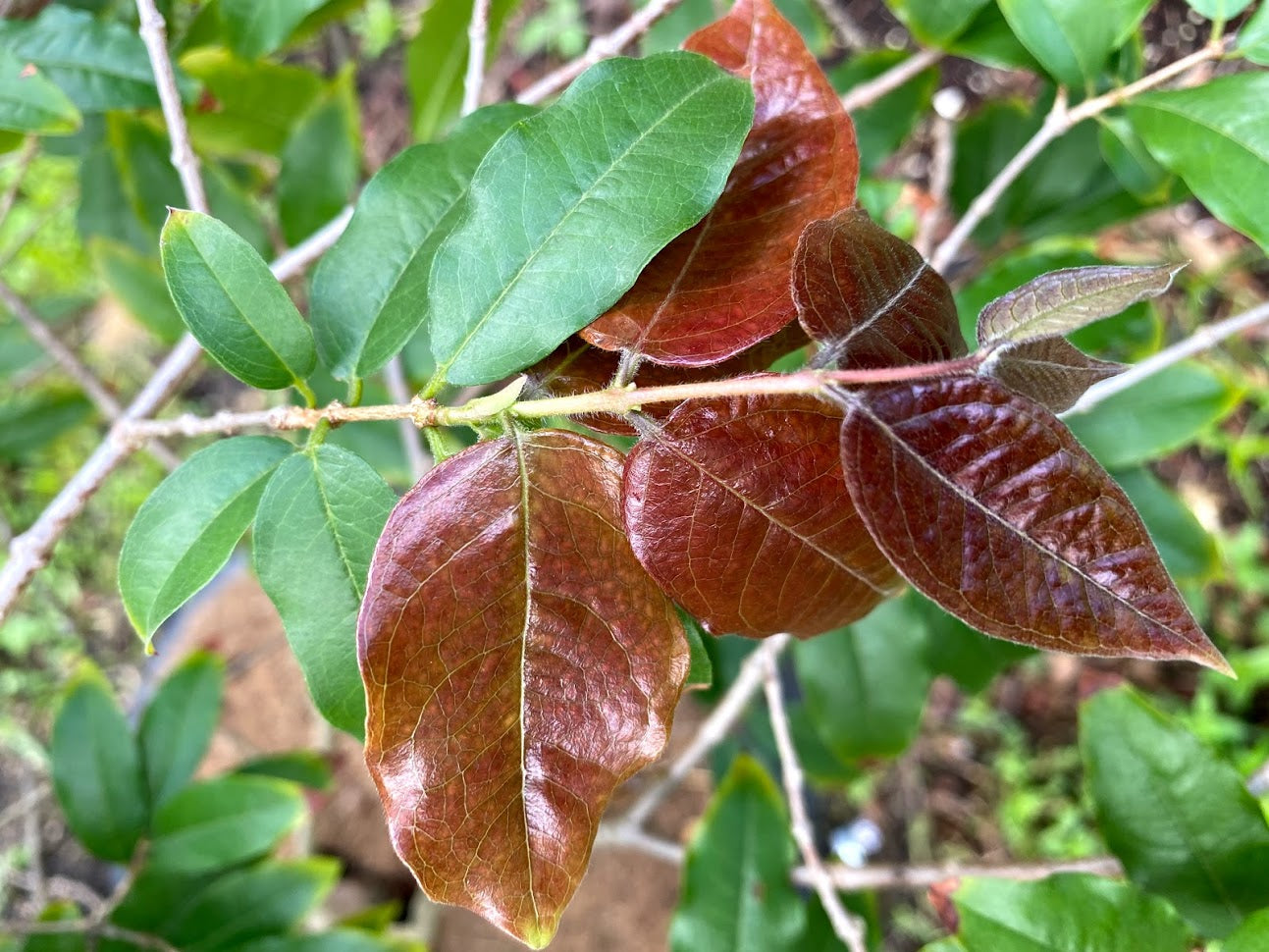 Hybrid Jaboticaba - Plinia sp. "Blue Velvet" Fruit Plant