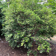 Hybrid Jaboticaba - Plinia sp. 