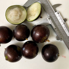 Hybrid Jaboticaba - Plinia sp. 