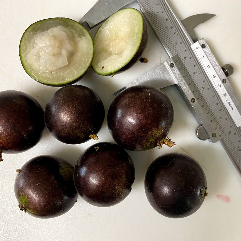 Hybrid Jaboticaba - Plinia sp. 