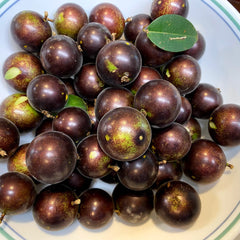 Hybrid Jaboticaba - Plinia sp. 