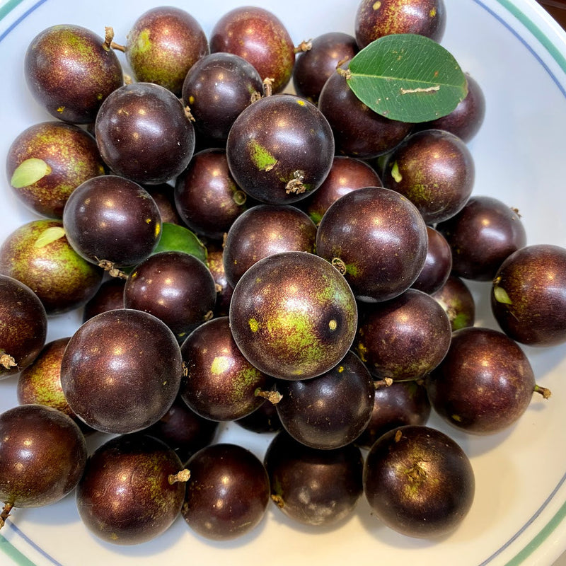 Hybrid Jaboticaba - Plinia sp. 