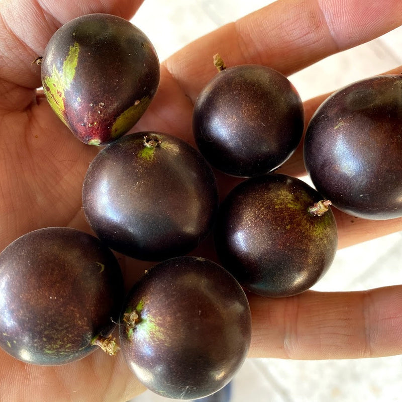 Hybrid Jaboticaba - Plinia sp. 