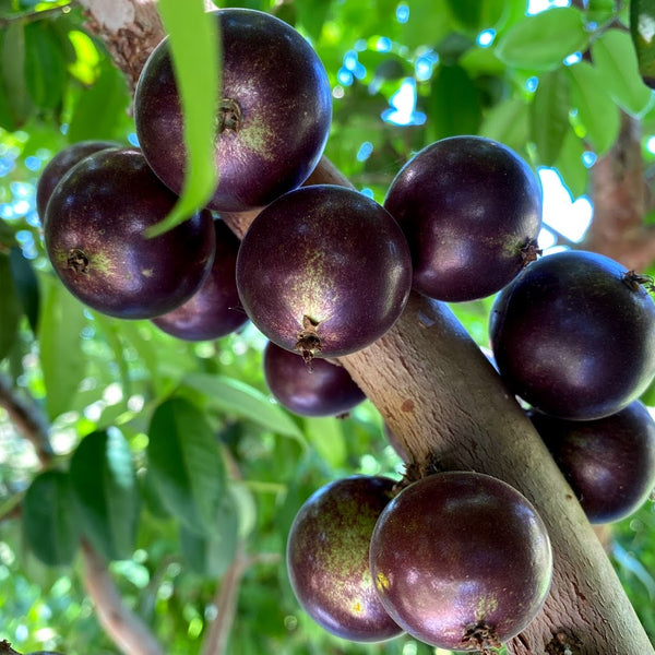 Hybrid Jaboticaba - Plinia sp. 