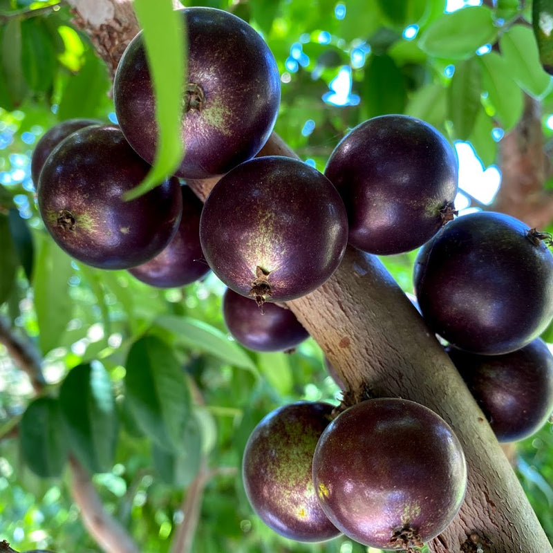 Hybrid Jaboticaba - Plinia sp. 