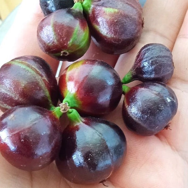 Hybrid Jaboticaba - Plinia sp. 