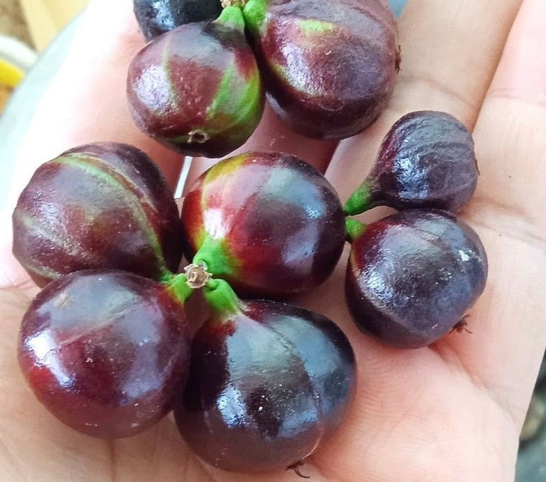 Hybrid Jaboticaba - Plinia sp. 