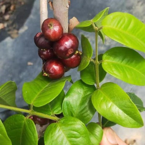 Hybrid Jaboticaba - Plinia sp. "Red Ruby" Fruit Plant