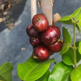 Hybrid Jaboticaba - Plinia sp. "Red Ruby" Fruit Plant