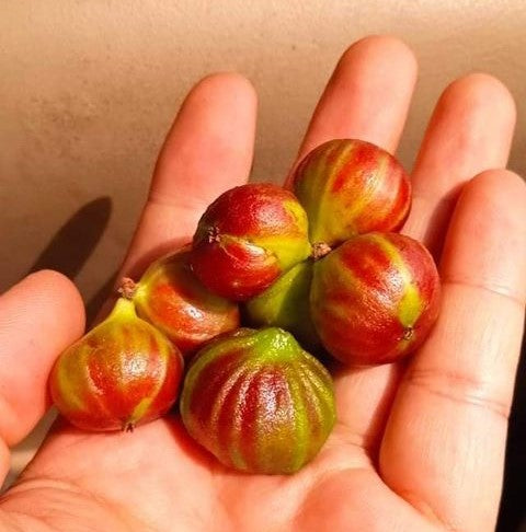 Hybrid Jaboticaba - Plinia sp. "Taiwan Tiger" Fruit Plant