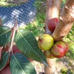 Hybrid Jaboticaba - Plinia sp. 