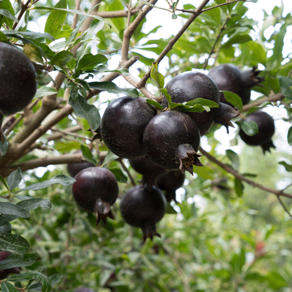 Pomegranate - Black - Punica granatum Fruit Plant