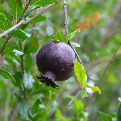 Pomegranate - Black - Punica granatum Fruit Plant