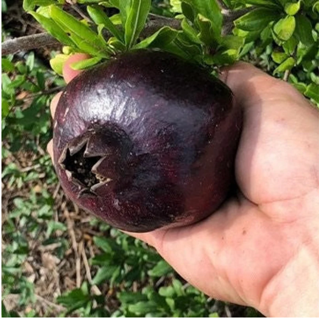 Pomegranate - Black - Punica granatum Fruit Plant