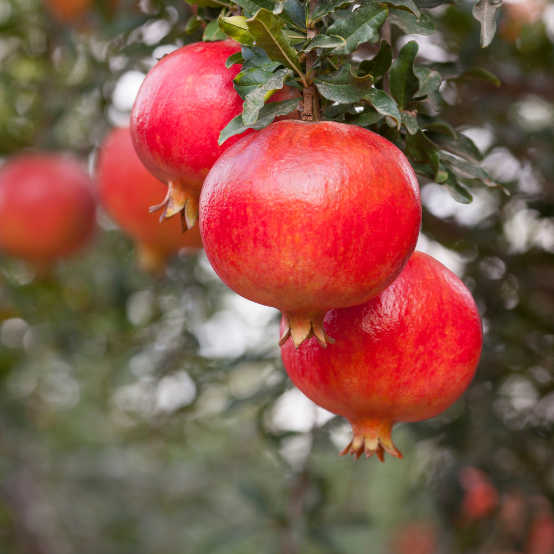 Pomegranate - Red - Punica granatum Fruit Plant