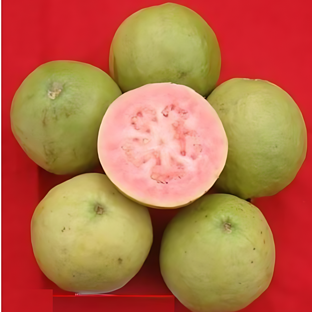 Guava - Punjab Kiran - Hybrid Fruit Plant